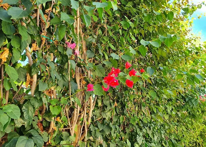 Exclusive Luxury In Forio *